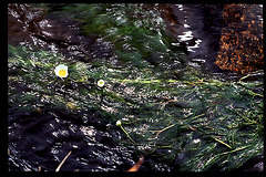 water flower