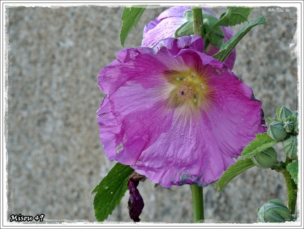 ROSE TREMIERE