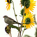 House Sparrow and Sunflowers