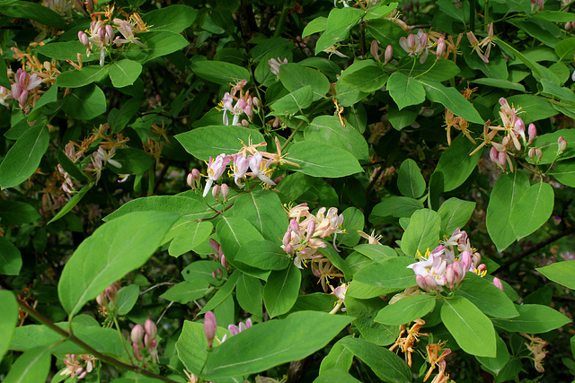 Lonicera tatarica