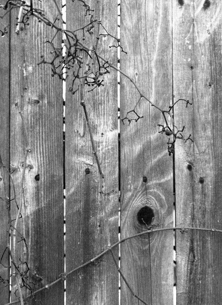 Overgrown Fence
