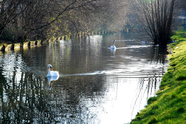 Swans on the New River