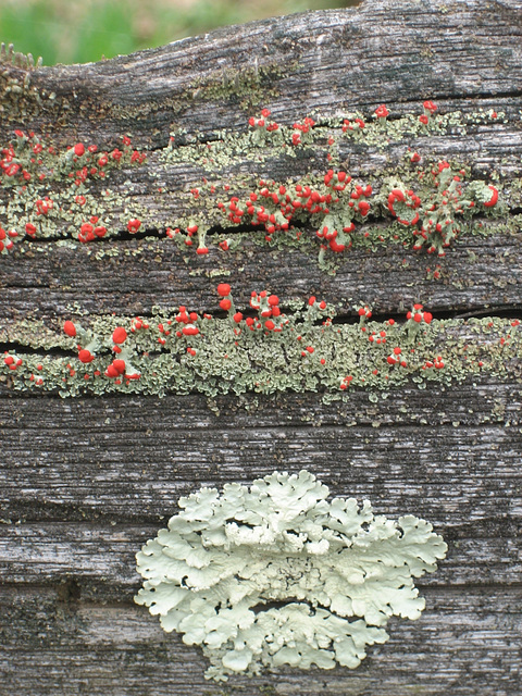 Fallen Log