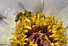 Peony and Pollen – National Arboretum, Washington D.C.