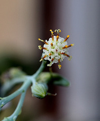 Senecio repens - capitule de fleurs (4)