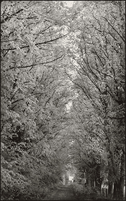 treelined walkway