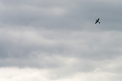 Spitfire over Datchworth (9)