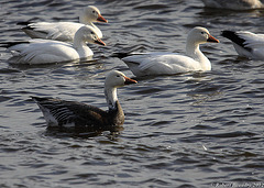 Oie des neiges( forme bleue )