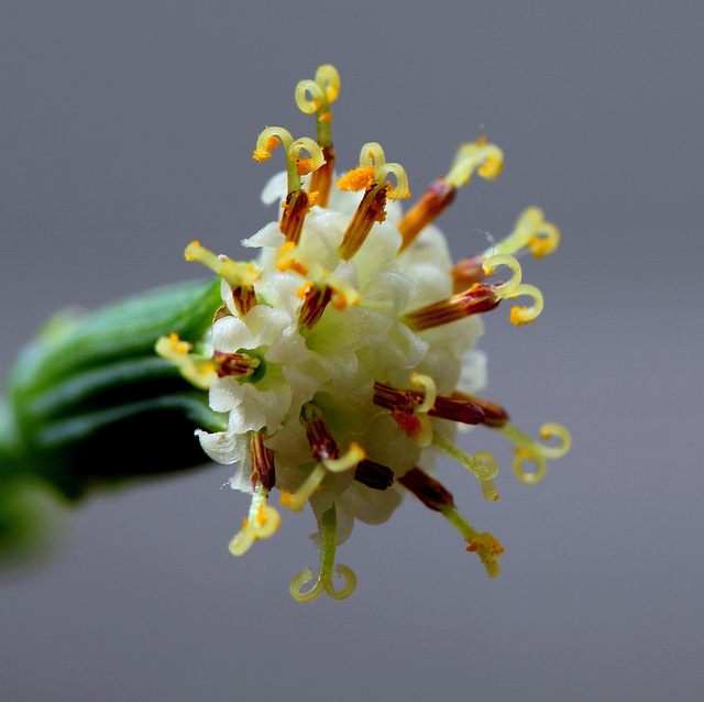 Senecio repens - capitule de fleurs-Stigmates