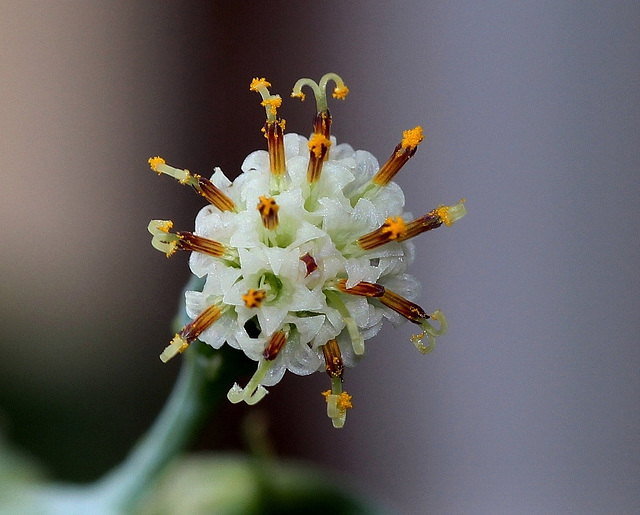 Senecio repens - capitule de fleurs-Stigmates (2)