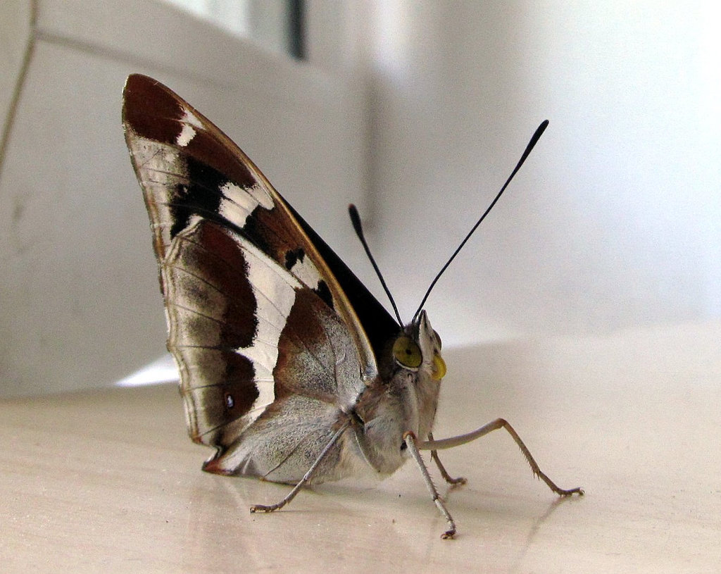 Papilio sur la tablo