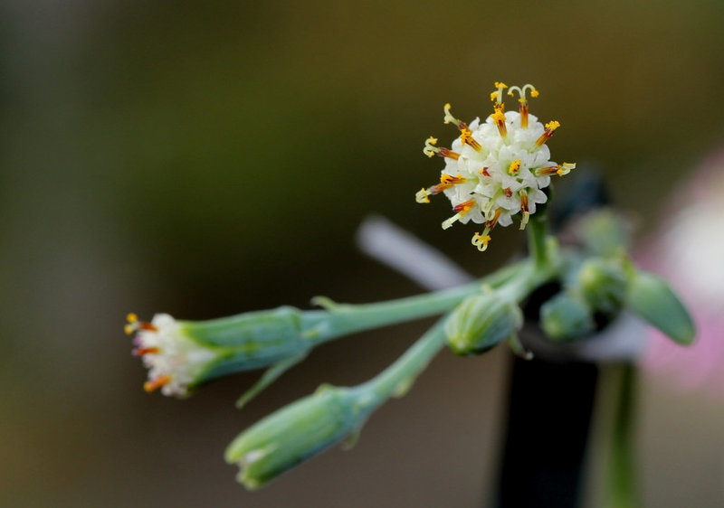 Senecio repens - Inflorescence