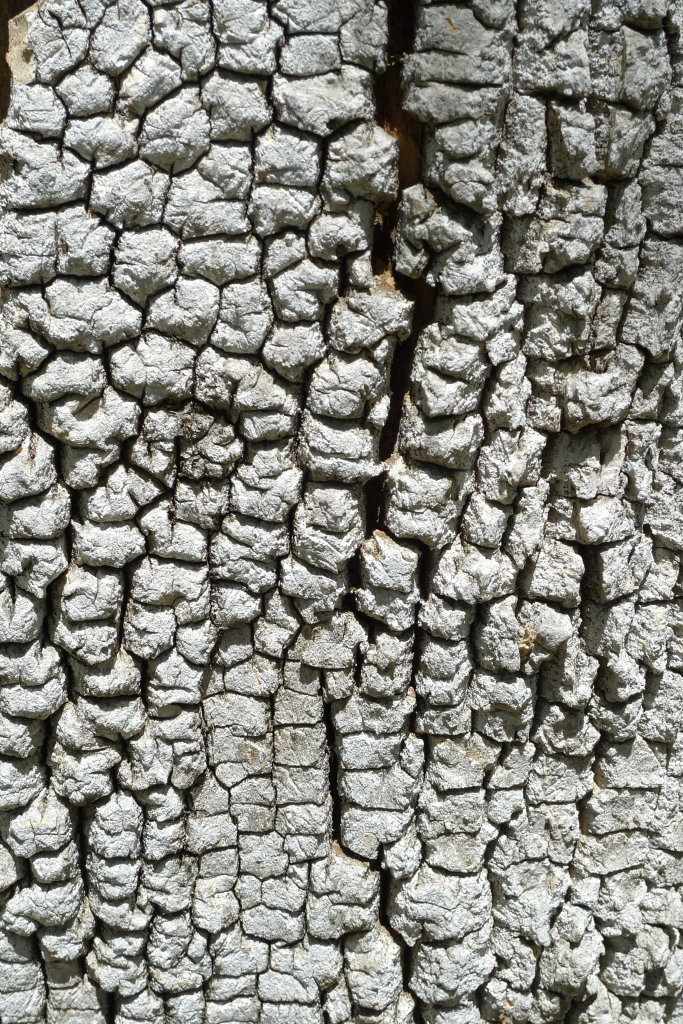 Bark
