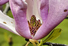 Magnolia Central – National Arboretum, Washington D.C.