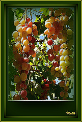 Muscat..!