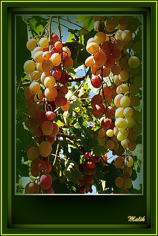 Muscat..!