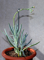 Senecio repens en fleurs (2)