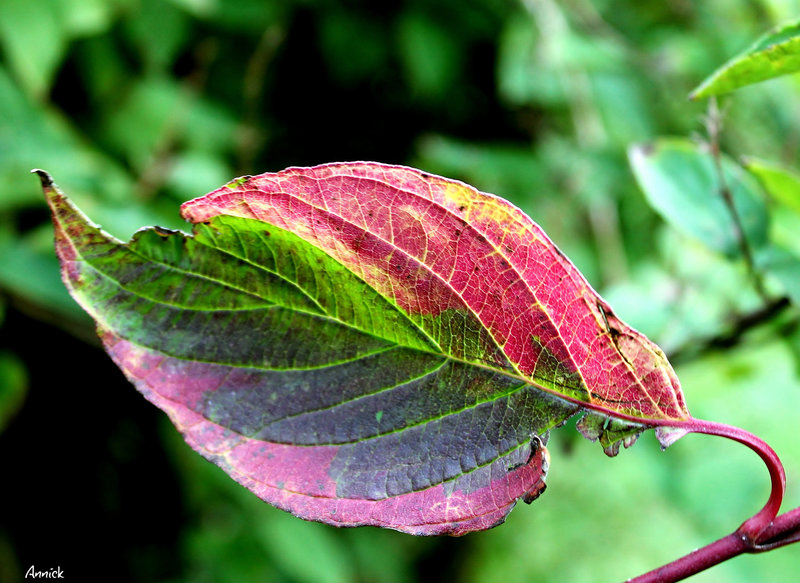 la feuille tricolore