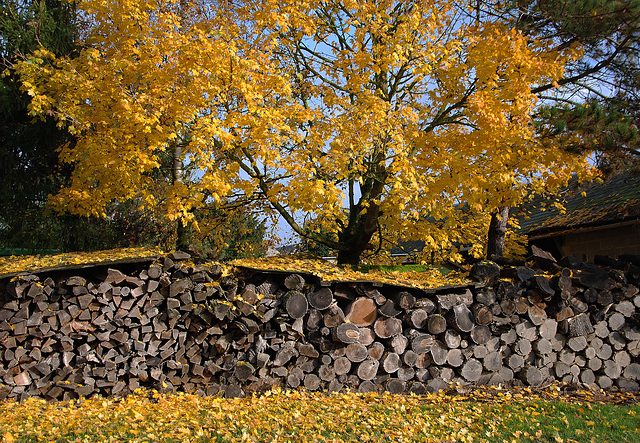 Dame Nature , le jaune vous va si bien