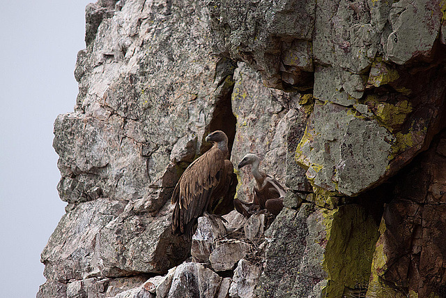 20120511 9567RTw [R~E] Gänsegeier mit Jungvogel, Monfragüe, Parque Natural [Extremadura]