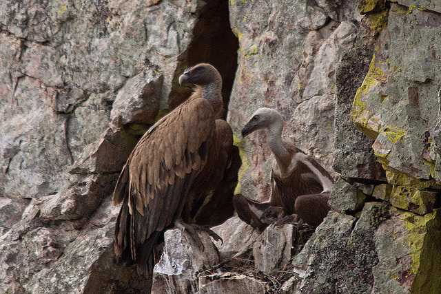 20120511 9568RTw [R~E] Gänsegeier mit Jungvogel, Monfragüe, Parque Natural [Extremadura]