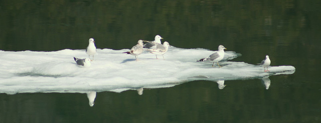 Day 7: Gulls on Ice