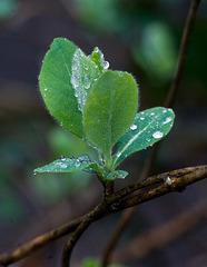 New leaves (1)