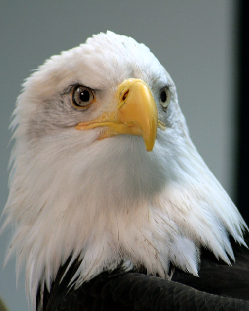 Day 8: Sitka the Eagle at the Alaskan Raptor Center