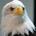 Day 8: Sitka the Eagle at the Alaskan Raptor Center