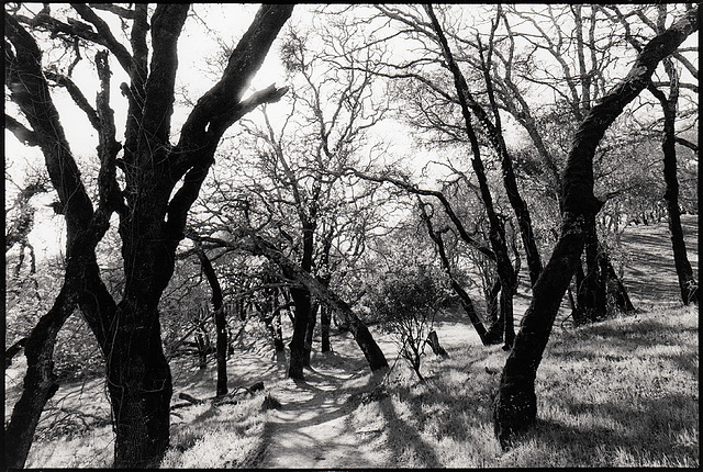 A path between oaks