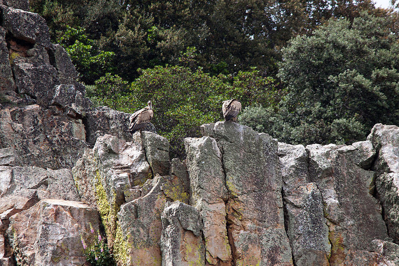 20120511 9551RTw [R~E] Gänsegeier, Monfragüe, Parque Natural [Extremadura]