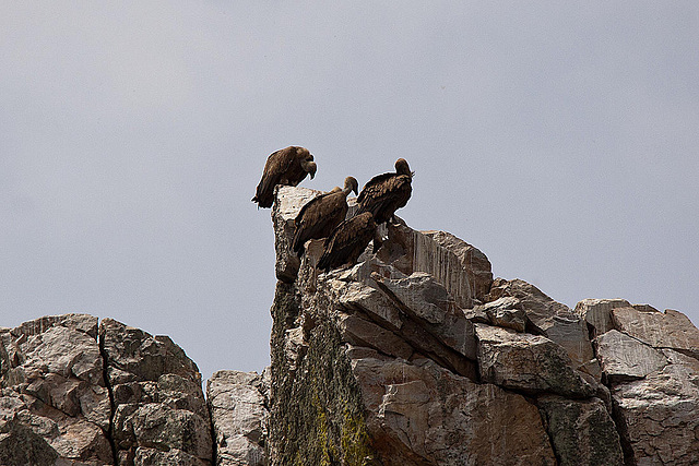 20120511 9550RTw [R~E] Gänsegeier, Monfragüe, Parque Natural [Extremadura]