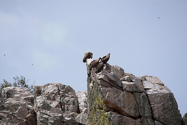 20120511 9549RTw [R~E] Gänsegeier, Monfragüe, Parque Natural [Extremadura]