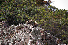 20120511 9548RTw [R~E] Gänsegeier, Monfragüe, Parque Natural [Extremadura]