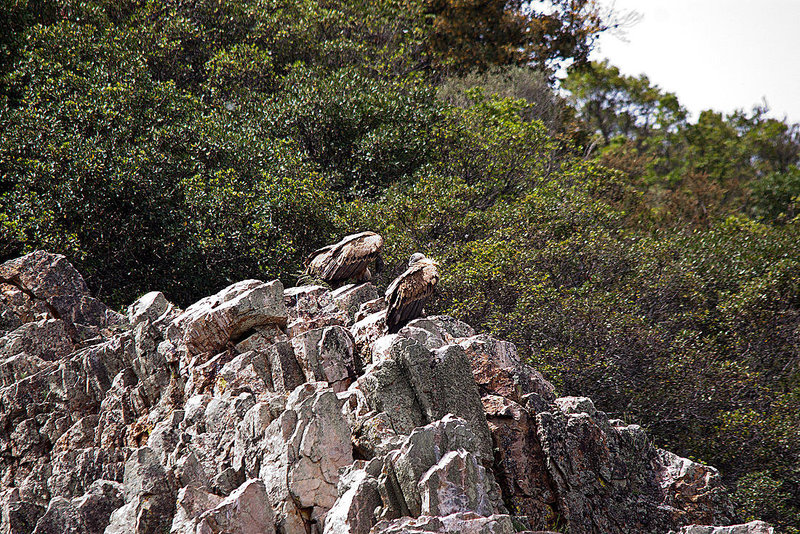 20120511 9548RTw [E] Gänsegeier (Gyps fulvus), Monfragüe, Parque Natural, Extremadura
