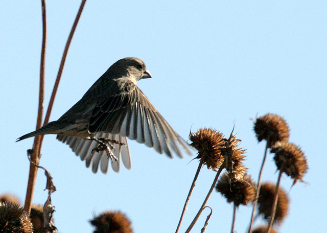 House Finch