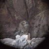 20120511 9538RDw [E] Uhu [JV] (Bubo bubo), Extremadura, Spanien