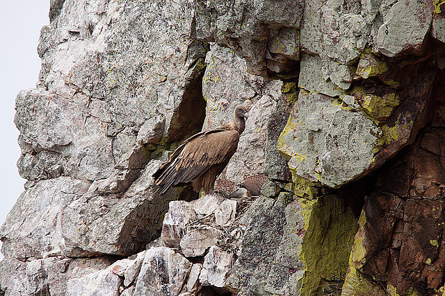 20120511 9533RTw [R~E] Gänsegeier mit Jungvogel, Monfragüe, Parque Natural [Extremadura]