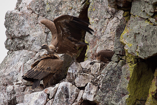 20120511 9531RTw [R~E] Gänsegeier mit Jungvogel, Monfragüe, Parque Natural [Extremadura]