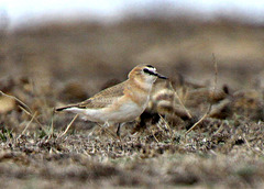 Mountain Plover