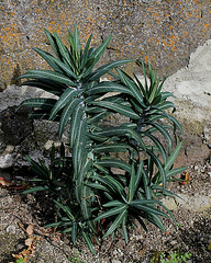 Euphorbia lathyris