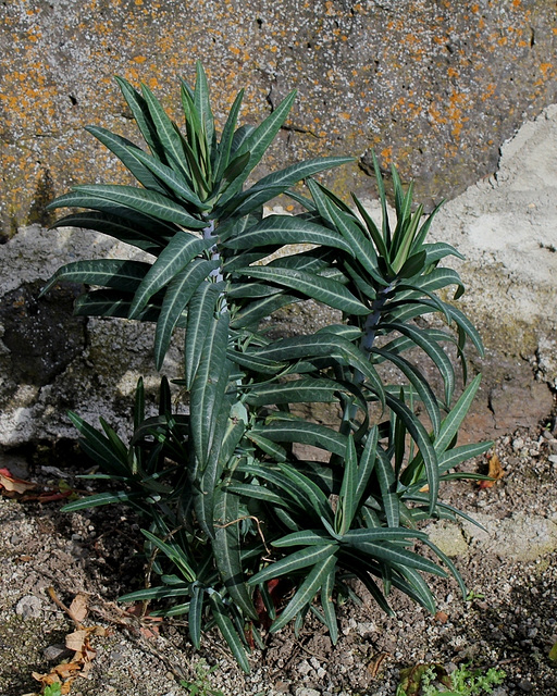 Euphorbia lathyris