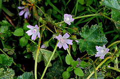 Malva neglecta - La petite Mauve