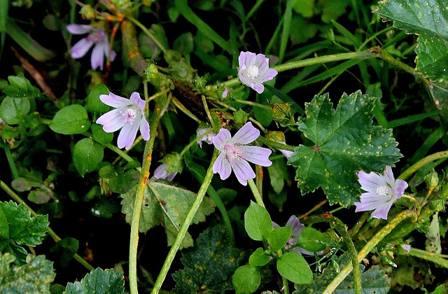 Malva neglecta - La petite Mauve