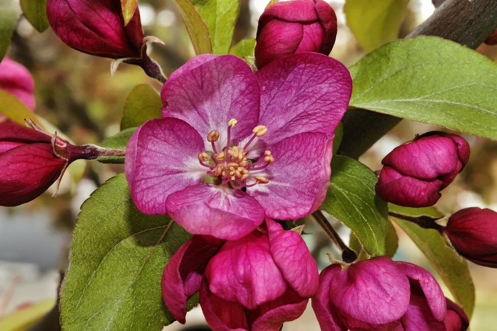 Crab Apple Pi