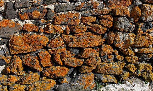Mur de basalte- Lichen=Xanthoria parietina
