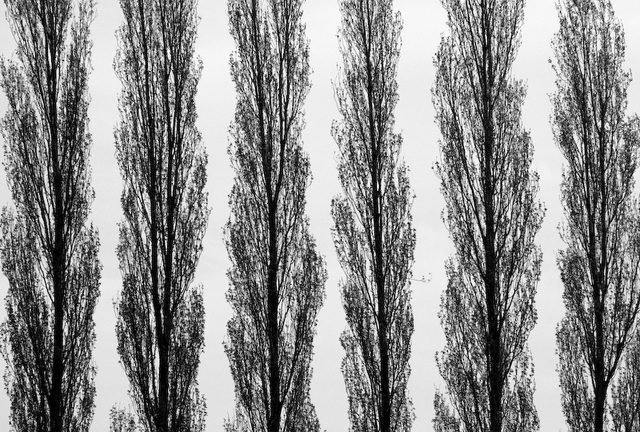 Poplars