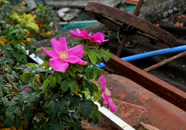 Rosa rugosa - La vie  malgré tout