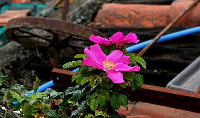 Rosa rugosa - La vie  malgré tout