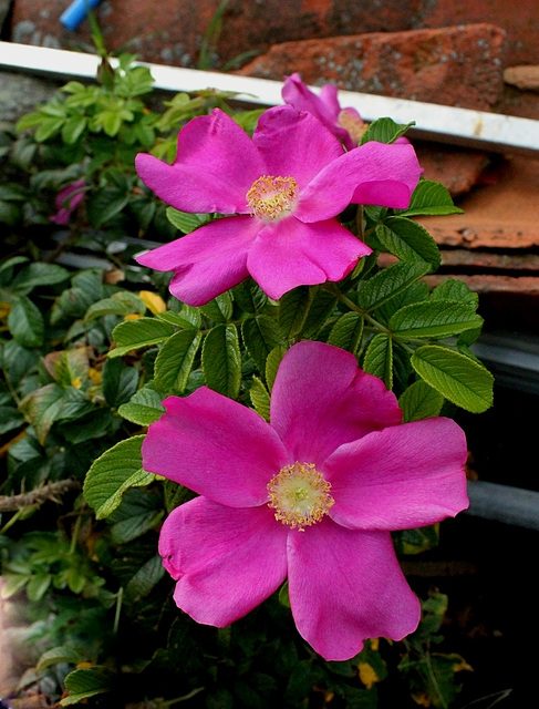 Rosa rugosa - La vie  malgré tout